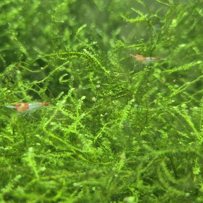 Néocaridina davidi red rili #1