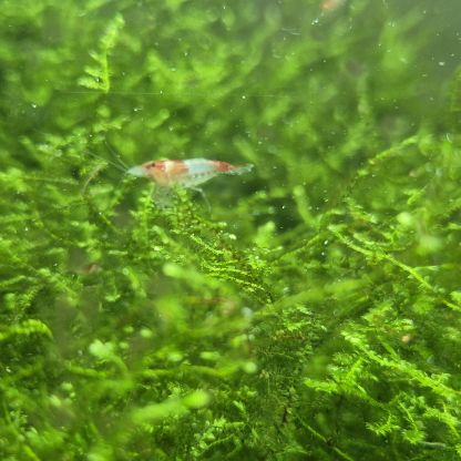 Néocaridina davidi red rili #2