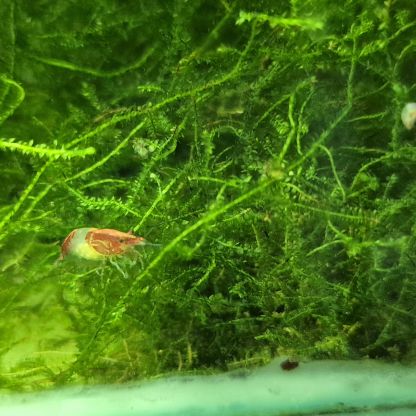 Néocaridina davidi red rili #3