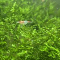 Néocaridina davidi red rili #2