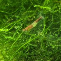 Néocaridina davidi red rili