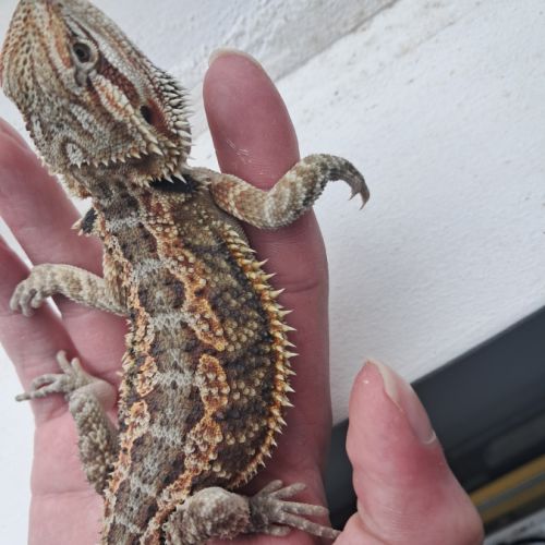 Vends bébés pogona vitticeps #3