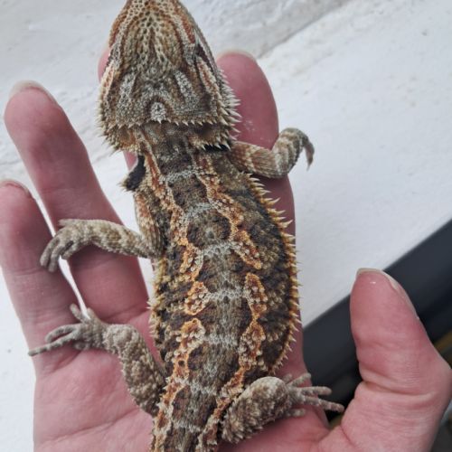 Vends bébés pogona vitticeps #4