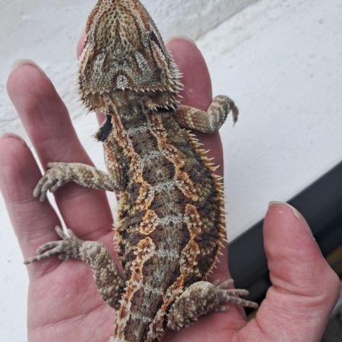 Vends bébés pogona vitticeps #0