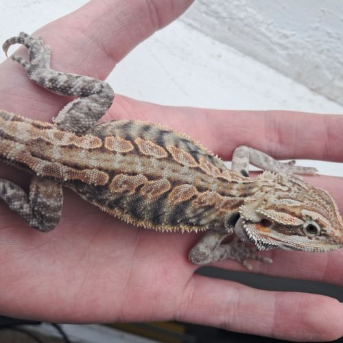 Vends bébés pogona vitticeps #7