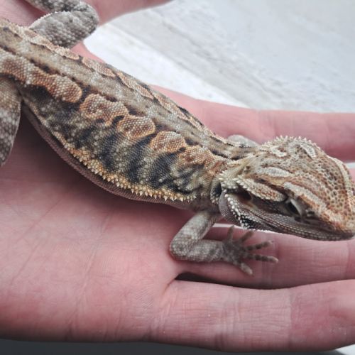 Vends bébés pogona vitticeps #8