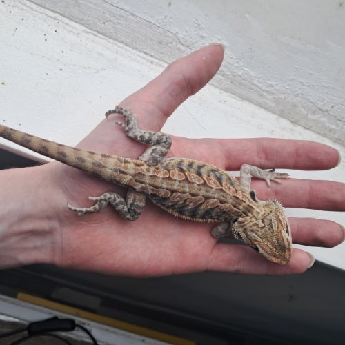 Vends bébés pogona vitticeps #9
