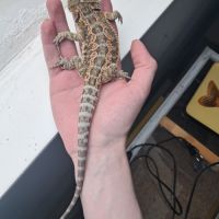 Vends bébés pogona vitticeps #1