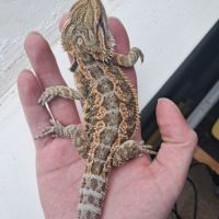 Vends bébés pogona vitticeps #2