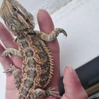 Vends bébés pogona vitticeps #3
