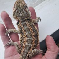 Vends bébés pogona vitticeps #4