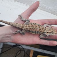 Vends bébés pogona vitticeps #6