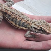 Vends bébés pogona vitticeps #8