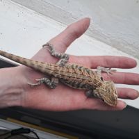 Vends bébés pogona vitticeps #9