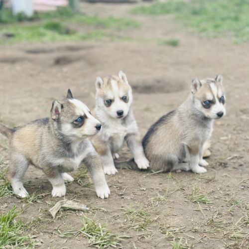 À réserver chiots husky