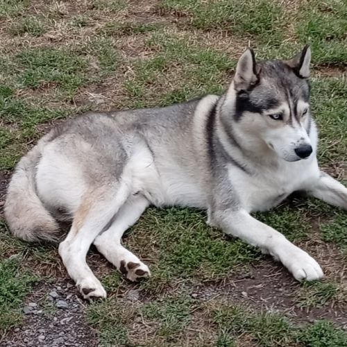 À réserver chiots husky #3