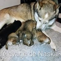 À réserver chiots husky #1