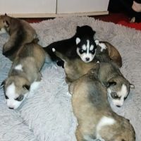 À réserver chiots husky