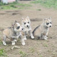 À réserver chiots husky