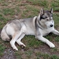 À réserver chiots husky #3