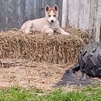 Chiots husky #3