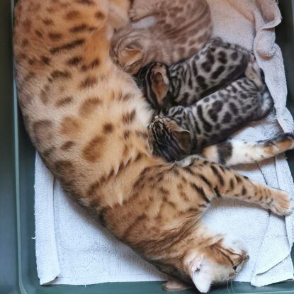 Magnifiques bébés bengal loof #2