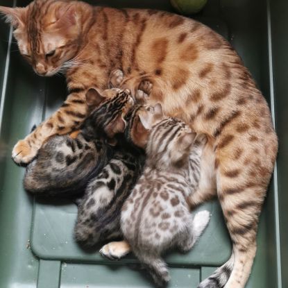 Magnifiques bébés bengal loof #0
