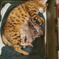 Magnifiques bébés bengal loof #1