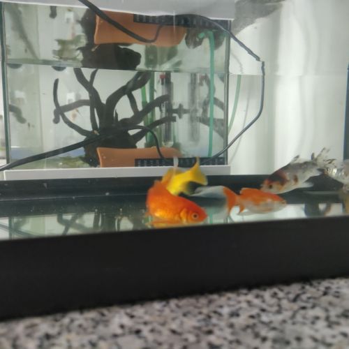 8 poissons rouges #1