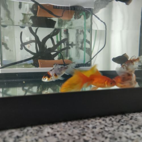 8 poissons rouges #2