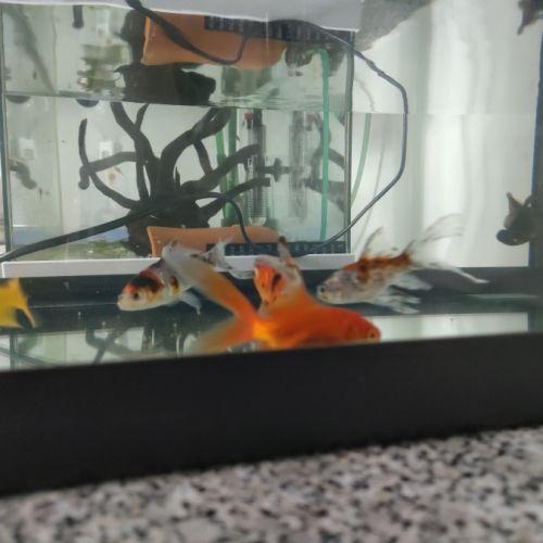 8 poissons rouges #3