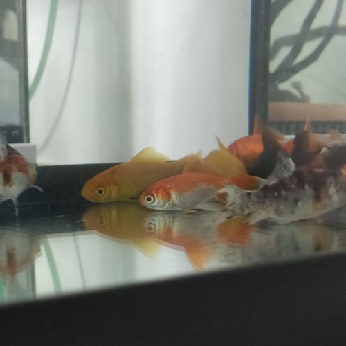 8 poissons rouges #0