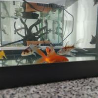 8 poissons rouges #3