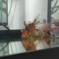 8 poissons rouges #4