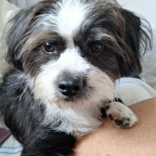 Snoopy le joyeux petit cane corso #2