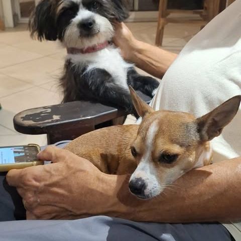 Snoopy le joyeux petit cane corso #3