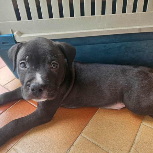 Snoopy le joyeux petit cane corso #8