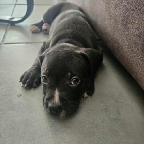 Snoopy le joyeux petit cane corso #10