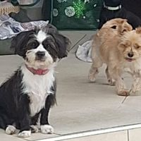 Snoopy le joyeux petit cane corso #1