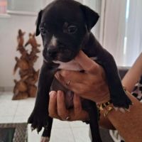 Snoopy le joyeux petit cane corso #5