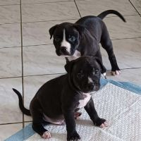 Snoopy le joyeux petit cane corso #6