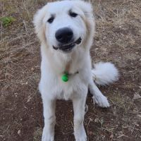 Patou (montagne des pyrénées) mâle lof – né 02/25