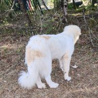 Patou (montagne des pyrénées) mâle lof – né 02/25 #2