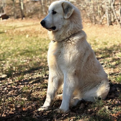 Chiots patou nés le 25/02/2026 - parents lof #0
