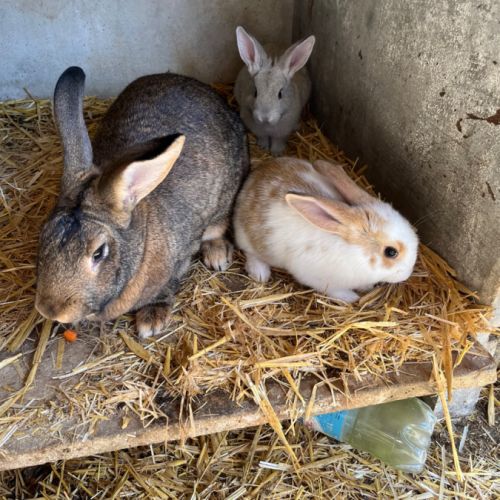 Lapin fermier #1