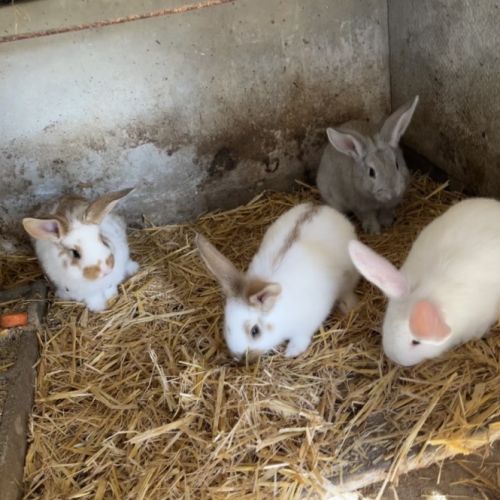 Lapin fermier #2