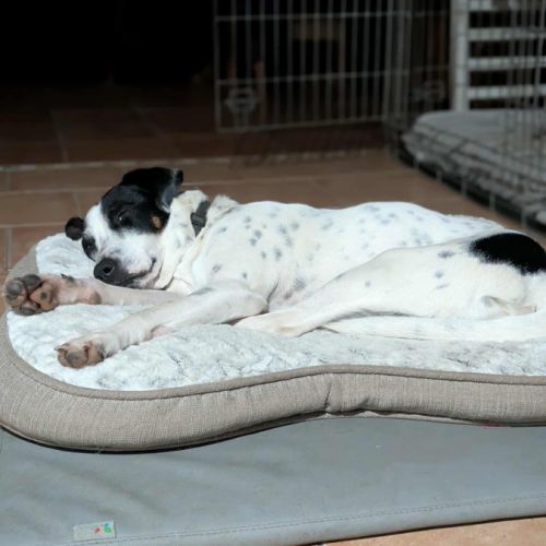 Vador l'adorable petit guerrier tripatte #7