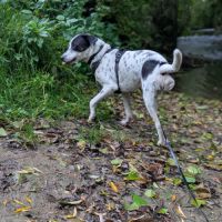 Vador l'adorable petit guerrier tripatte #2