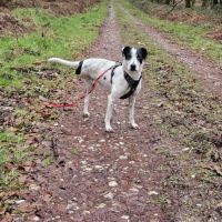 Vador l'adorable petit guerrier tripatte