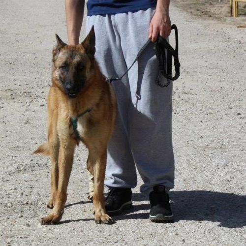 Alikam un malinois exemplaire, parfait #1